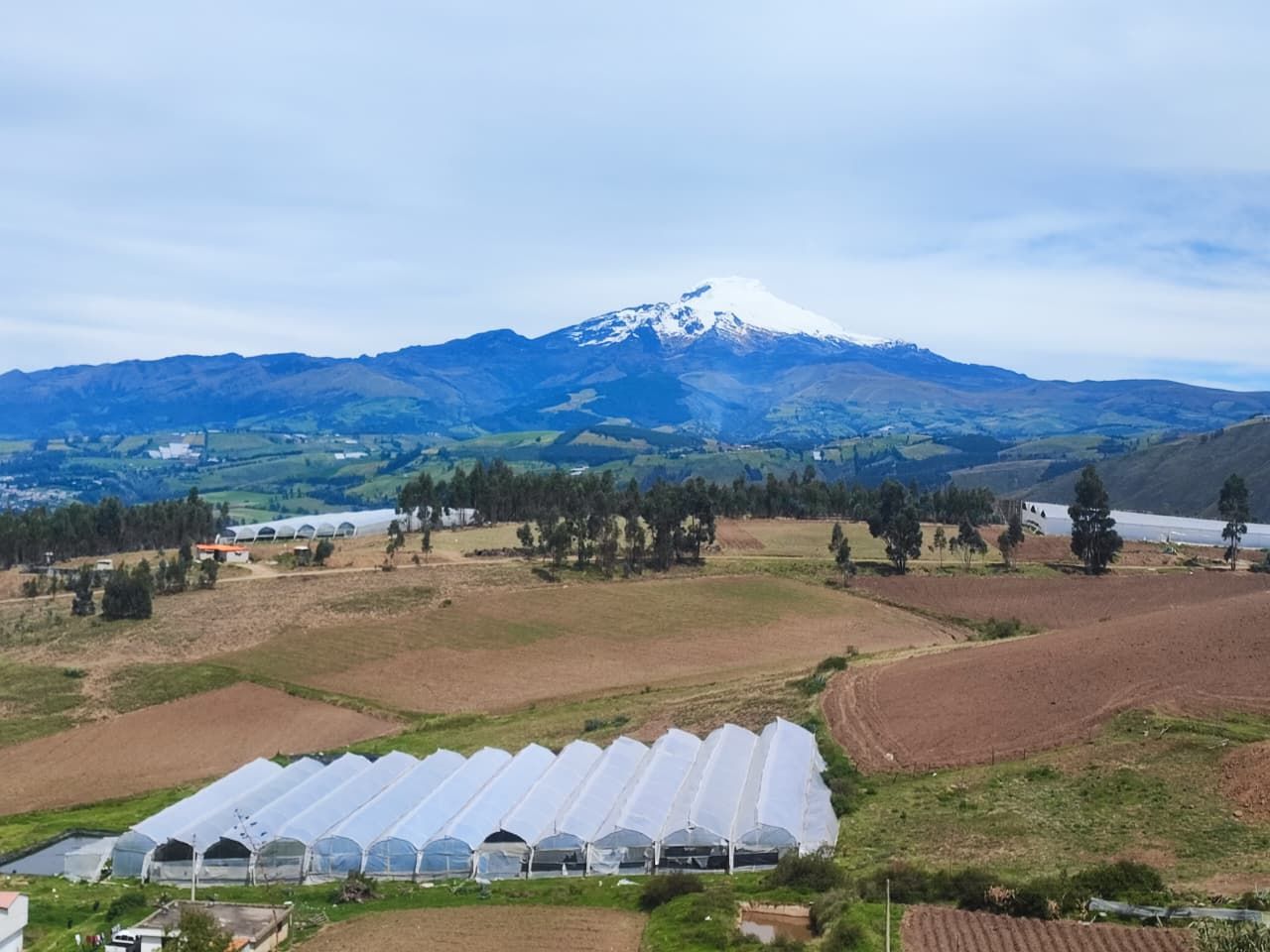 Finca florícola con invernaderos de flores en la sierra del Ecuador, con un volcán nevado al fondo